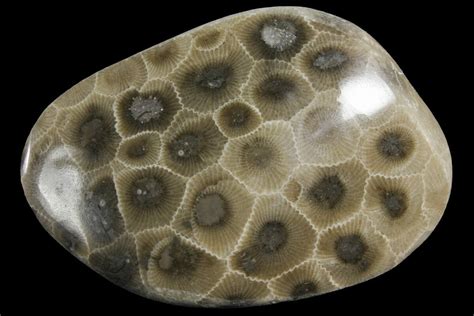 2.6" Polished Petoskey Stone (Fossil Coral) - Michigan (#156066) For Sale - FossilEra.com