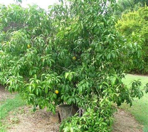 Polynesian Produce Stand : the EMPEROR'S GOLDEN FRUIT ~ABIU~ Pouteria caimito Rare Fruit Tree ...