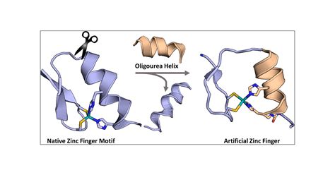 Design and Structure Determination of a Composite Zinc Finger ...