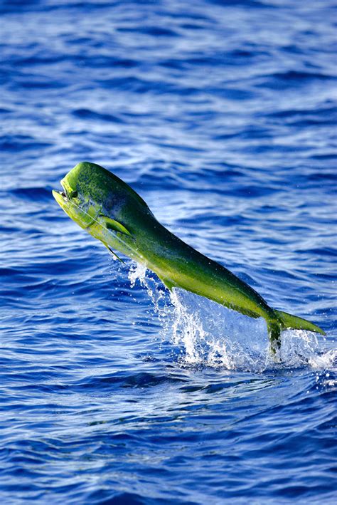 Dolphin Fish Photos, Ful Green Dolphin Fish Image, #15957