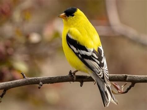 American Goldfinch | Celebrate Urban Birds