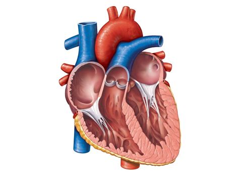 Heart Diagram Unlabeled - Cliparts.co