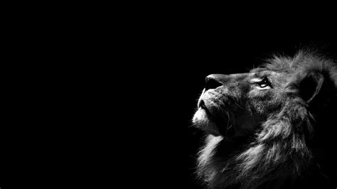 Lion Eyes Wallpapers - Wallpaper Cave