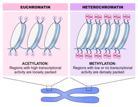 Differences between Euchromatin and Heterochromatin - Online Science Notes