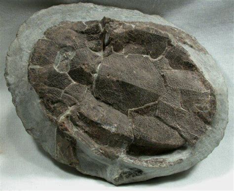 Placodermi Armoured Fish Bothriolepis | Fish fossil, Fossil, Fossils