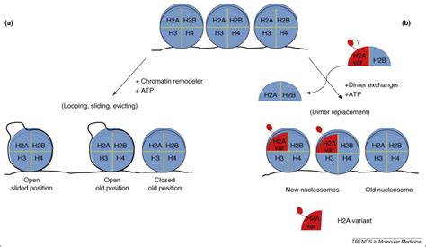 Chromatin remodeling and cancer, part II: ATP-dependent chromatin remodeling: Trends in ...