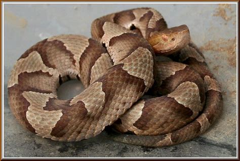 Northern Copperhead Snake - Native of Virginia - Venomous | Flickr