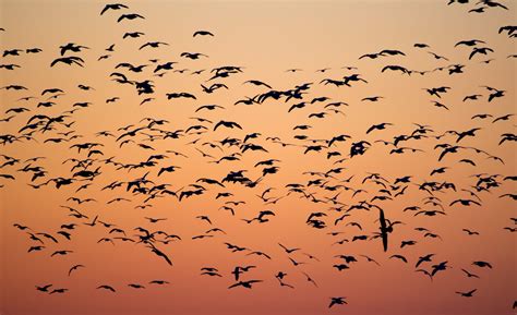 Why Birds Fly Together & Why Is Flocking Important? - Bird Buddy Blog