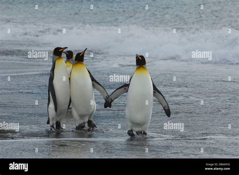 SOUTH GEORGIA ISLAND, GOLD HARBOUR, KING PENGUINS ON BEACH Stock Photo - Alamy