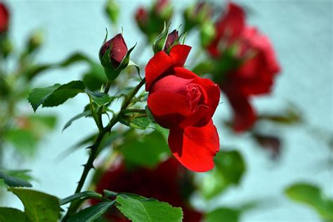 Roses Rose Flower - Free photo on Pixabay