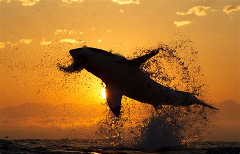 Great White Shark Breaching Wallpaper