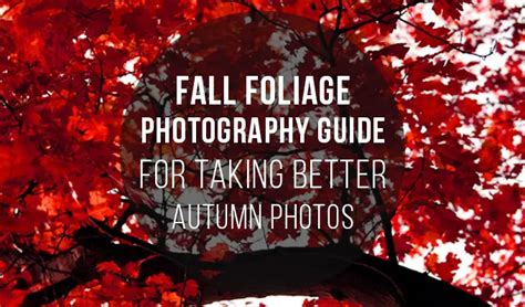 Fall Foliage Photography Guide for Taking Better Autumn Photos