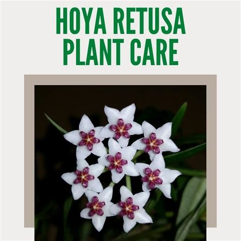 Hoya Retusa Care & Propagation Guide | Grass Leafed Hoya