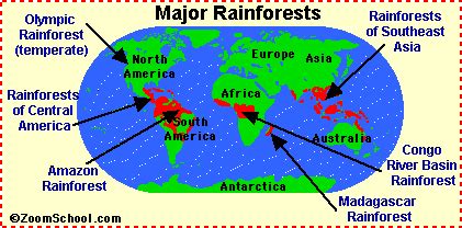 Rainforest animals: Zoom Rainforests