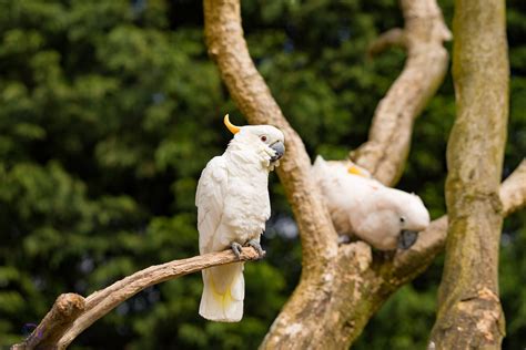 DSC00631_DxO | Tropical Birdland, Leicestershire. | Naiad Photography | Flickr