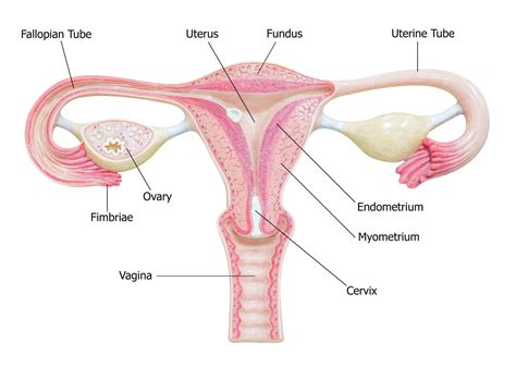 Trompes de Fallope : anatomie, fonction et traitement