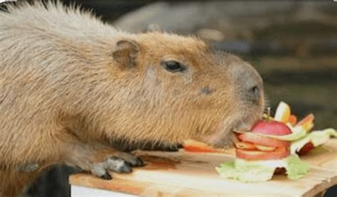 What Do Capybaras Eat? (Top 20 Foods Capybaras Eat)