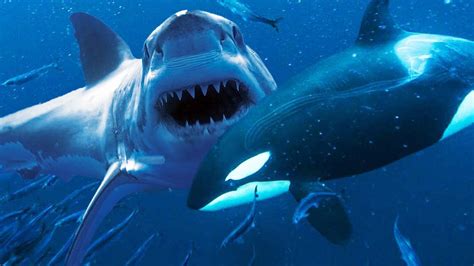 Blue Whale Vs Great White Shark: The Ultimate Ocean Showdown - Sea Ocean Info