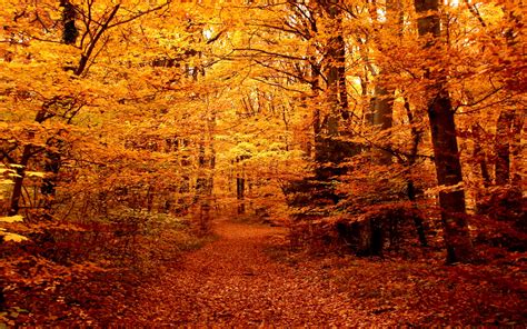 Autumn forest path wallpaper | 1920x1200 | #29043
