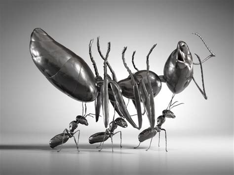 Nature Index: Rise of the zombie ants | UAlberta Law