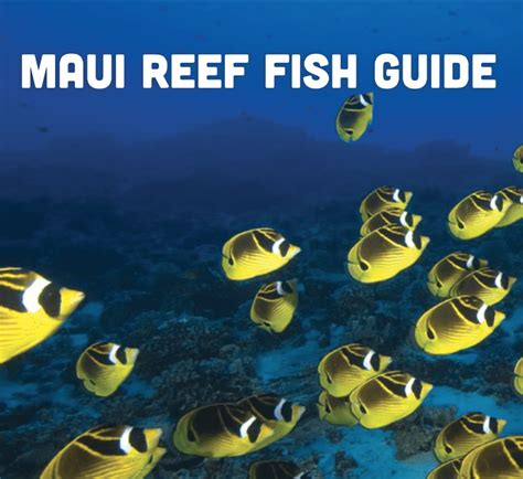 Maui Sea Creatures Identifying Fish and Underwater Life