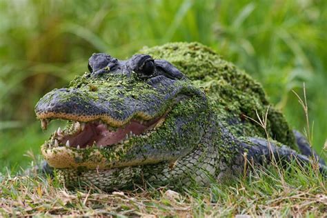 Be ‘gator-safe’ around water – The Island News – Beaufort, SC