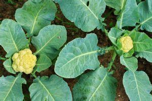 How to Identify and Treat Common Cauliflower Diseases | Gardener’s Path