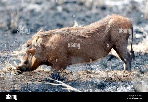 Wart hi-res stock photography and images - Alamy