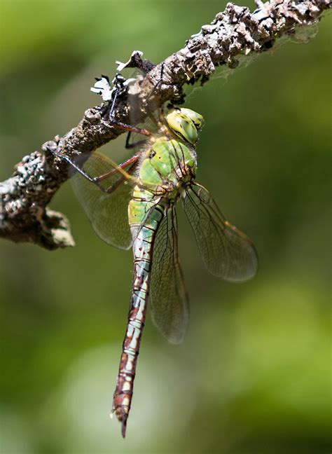 Female Emperor Dragonfly | Female Emperor Dragonfly resting … | Flickr