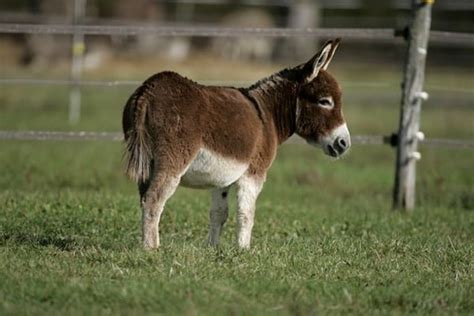 15 Surprising Miniature Donkey Facts and Information (#)