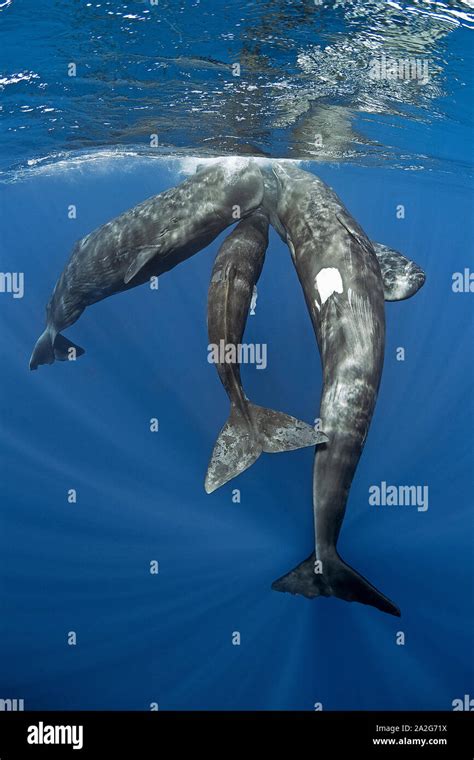 Pod of sperm whale, Physeter macrocephalus, socializing under the ...