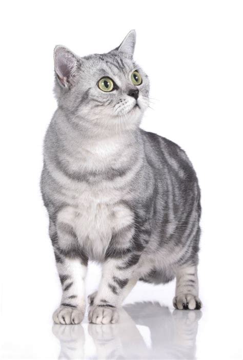 Cat looking sideways up stock image. Image of shorthair - 40457061