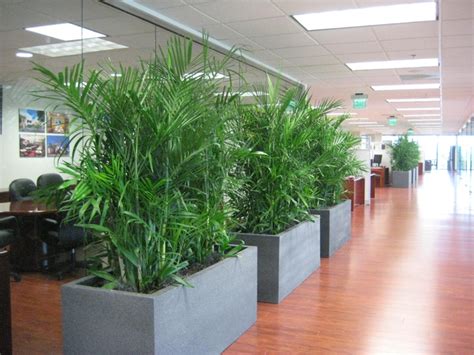 Indoor Plant Hire - Office Plant Hire Melbourne