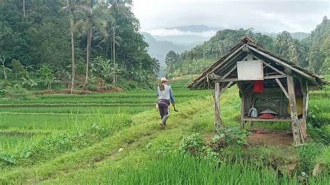 Subhanallah Indahnya Suasana Kampung Di Pagi Hari Bikin Hati Sejuk Pedesaan Jawa Barat Indonesia ...