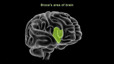 Brain Regions stock illustration. Illustration of cerebellum - 24006280