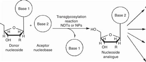 2 Strategies for the biocatalytic synthesis of nucleoside analogues and... | Download Scientific ...