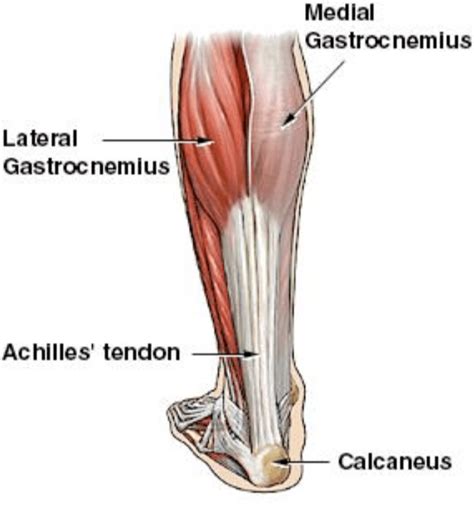 Achilles Tendon Rupture – Core EM