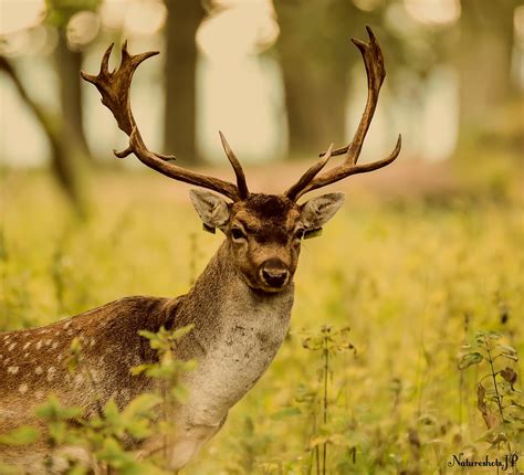 Deer Rut 2015 | John Doyle | Flickr