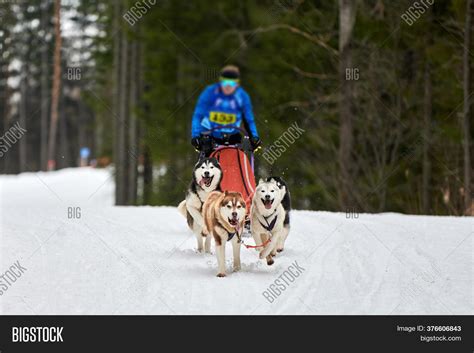 Husky Sled Dog Racing Image & Photo (Free Trial) | Bigstock