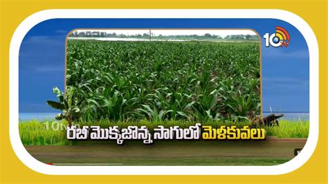 Maize Cultivation : రబీ మొక్కజొన్న సాగులో మెళకువలు | Techniques in rabi ...