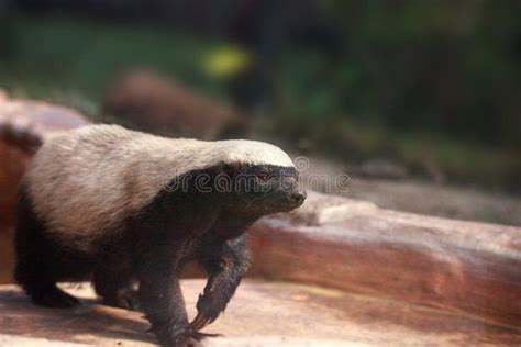 Honey Badger Mellivora Capensis is Known for Being Tough Stock Photo ...