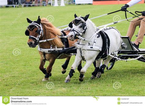 Driving Competition Horse Drawn Carriage Editorial Photography - Image of driving, head: 124294167