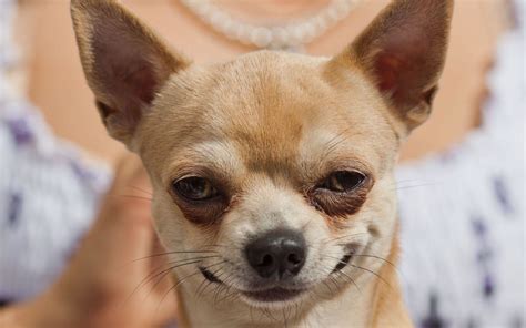 Chihuahua Wallpaper for Desktop (45+ images)