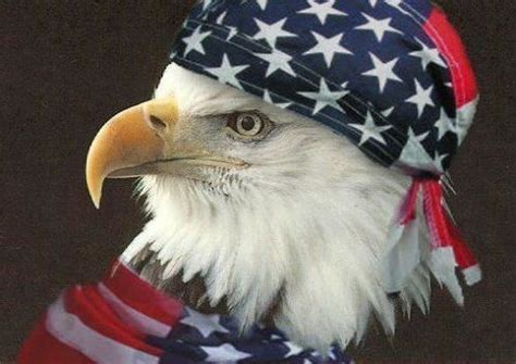 A true symbol of Freedom... | Eagle pictures, American, America