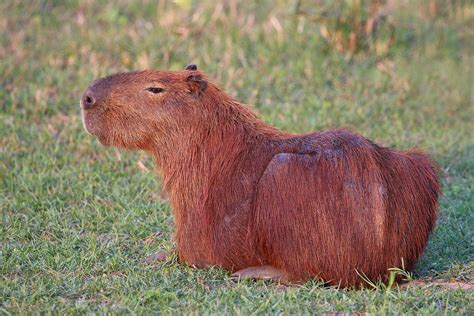 World's largest rodent and its role in the emergence of Brazilian ...