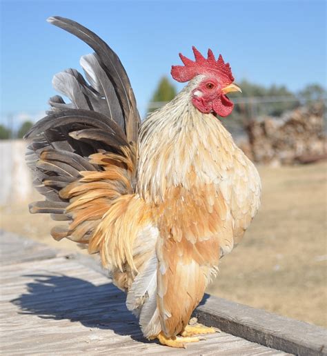 Chicken Coop Build: Malaysian Serama Bantam For Sale