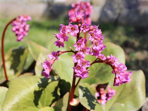 Bergenia Plants Care - Tips For Growing Bergenia Plants