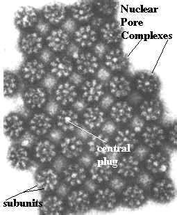 nuclear pore structure