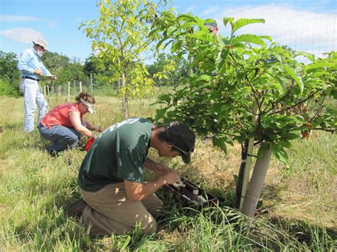 PA Environment Digest Blog: National American Chestnut Foundation Fall ...