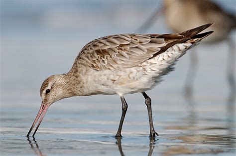 The Bar-Tailed Godwit – Kiwi Conservation Club